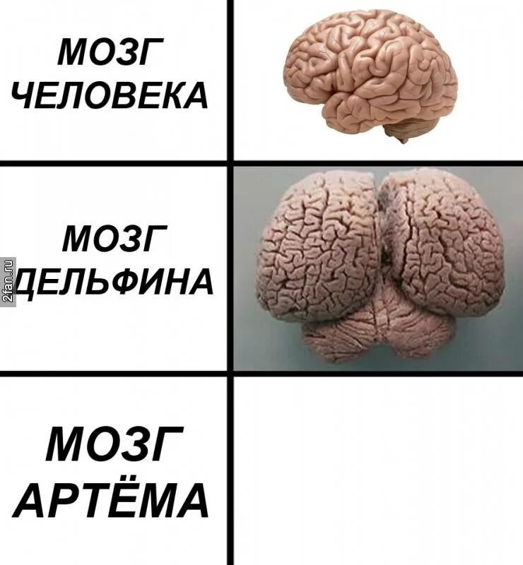 Глупый мозг. Мозг Мем. Шутки про Мишу. Мозги Ксюши.