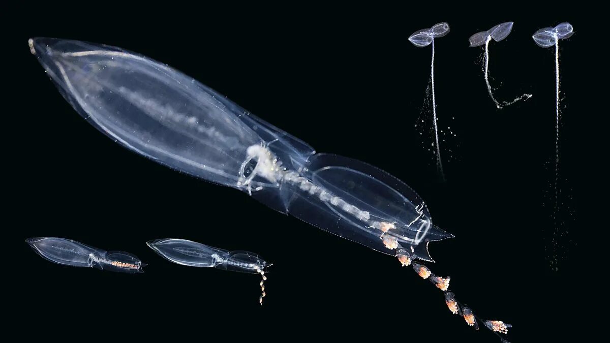 Воздушный планктон. Зоопланктон. Сифонофор оружие. Сеть джеди зоопланктон.