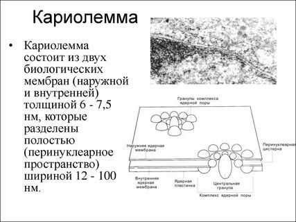 Кариолемма