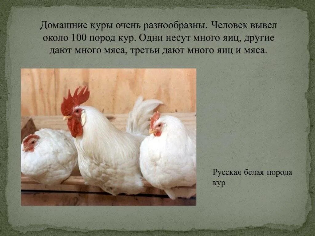 Курочка значение