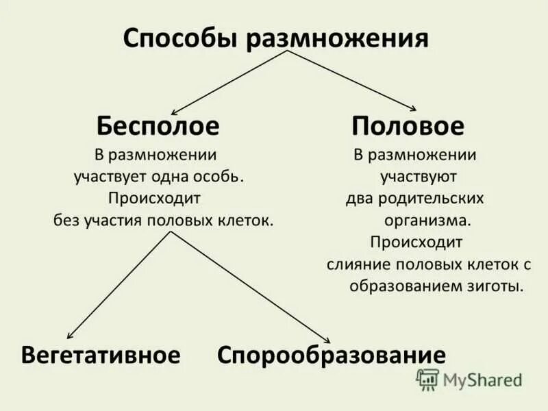 Каковы особенности бесполого размножения 6 класс