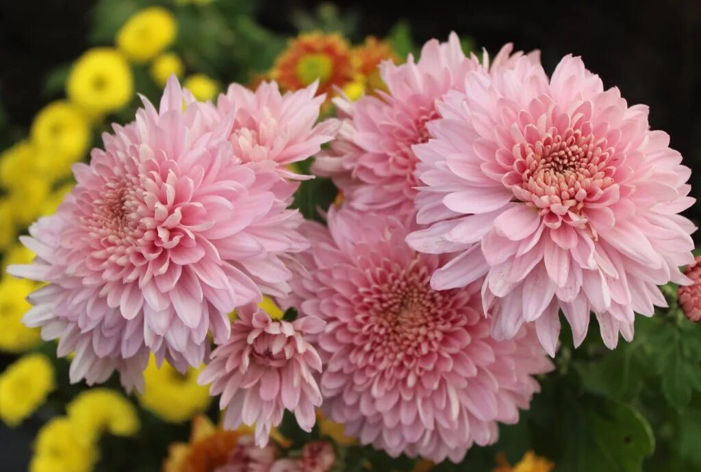 хризантема анабелла. хризантемы виды и сорта фото. хризантема этна. аполло хризантема. хризантемы виды и сорта фото.