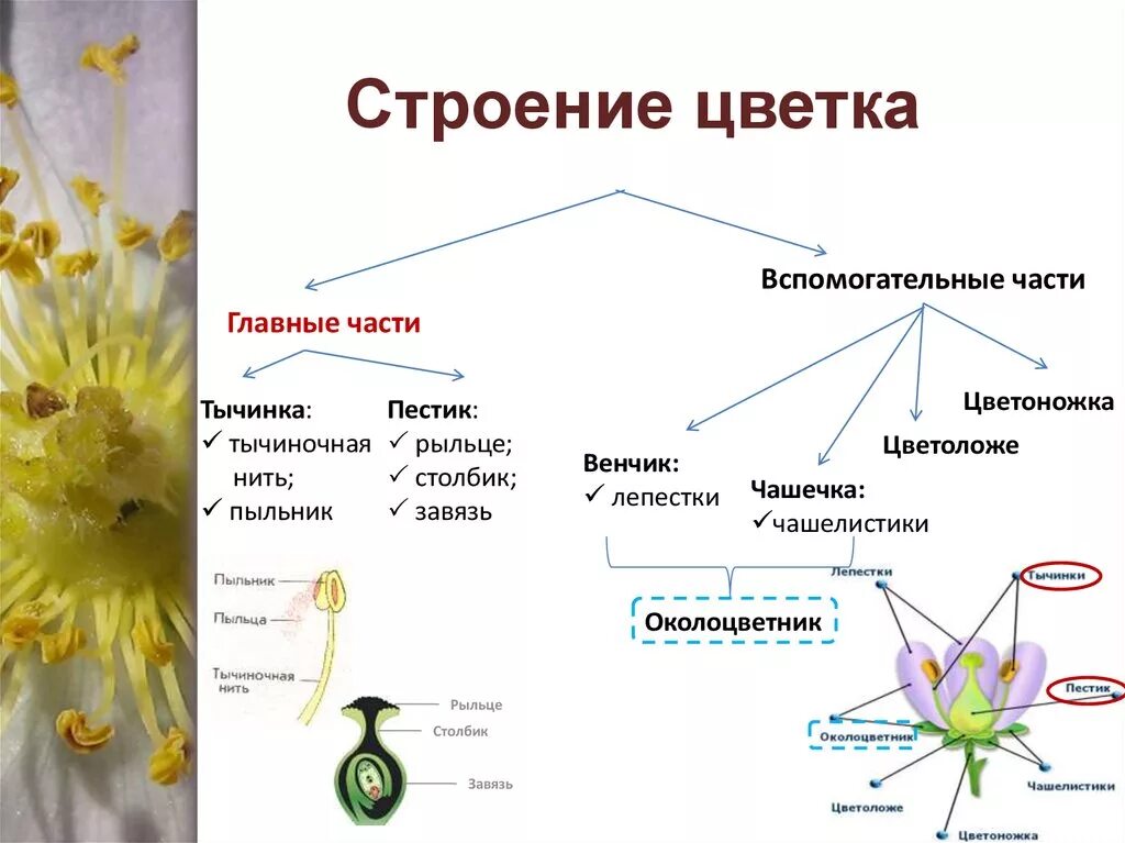 Строение тычинки и пыльцы. Строение ромашки аптечной тычинка. Строение цветоложе ромашки аптечной. Строение цветков у ромашки аптечной. Форма цветоложа ромашки аптечной.