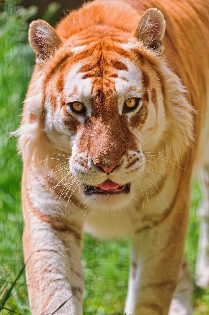 Зоопарк в Сингапуре Singapore Zoo