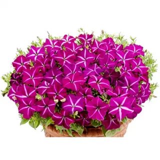 Петуния мультифлора джоконда