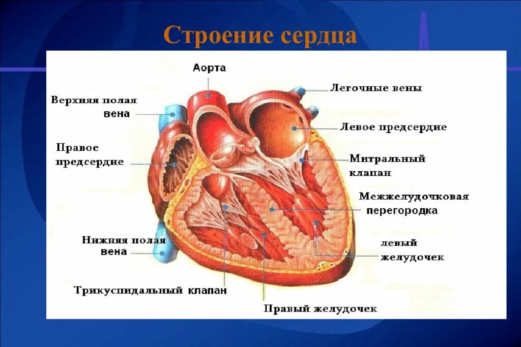 Между правыми предсердием и желудочком находится клапан. Строение сердца человека анатомия. Внутреннее строение сердца клапаны. Внешнее и внутренне строение сердца. Анатомическое внешнее строение сердца.