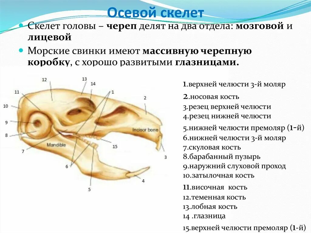 Соединение костей черепа млекопитающих. Осевой скелет морской свинки. Строение скелета морской свинки. Скелет черепа морской свинки. Кости черепа морской свинки.