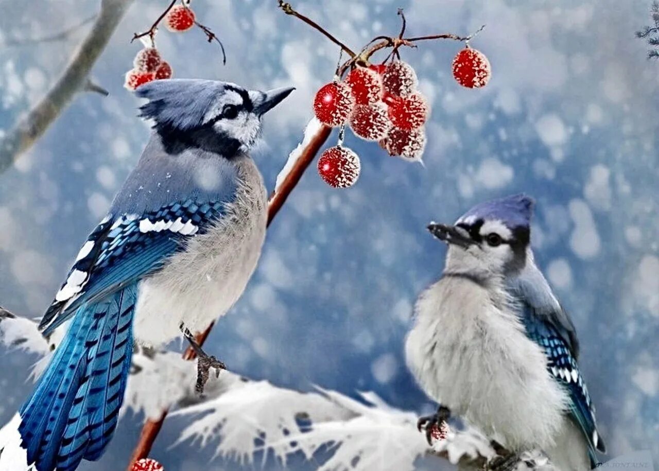 Снегири. Доброго зимнего утра и дня снегири. Зимние снегири с пожеланиями доброго утра. Снегири прилетели. Доброе зимнее утро.