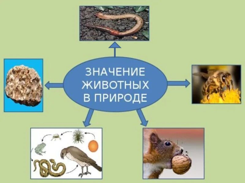 Значение животных в природе. Роль животных в жизни человека. ролт животных в природе. роль животных в природе и жизни человека.