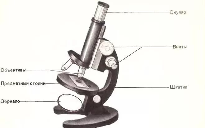 Для чего зеркало в микроскопе. Увеличительные приборы микроскоп биология. Цифровой микроскоп части микроскопа биология 5. Цифровой микроскоп части микроскопа 5 класс. Цифровой микроскоп строение.