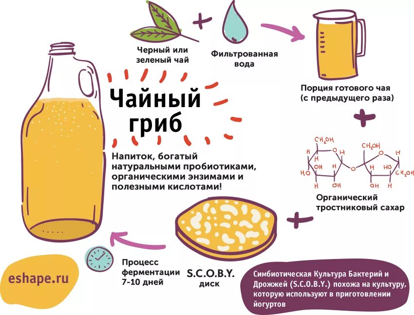 Как правильно пить чайный гриб и сколько. Чайный гриб приготовление. чем полезен чайный гриб. чайный гриб как приготовить. чайный гриб рецепт.