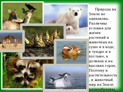 Какие ресурсы необходимы для жизни животных