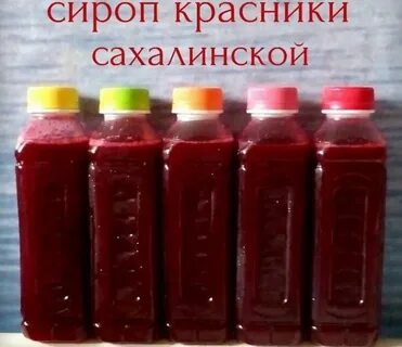 Клоповка сахалинская применение