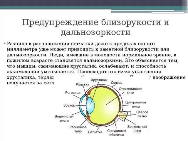 Предупреждение близорукости и дальнозоркости. Профилактика дальнозоркости. Миопия и гиперметропия. Профилактика от близорукости и дальнозоркости. Близорукость причины возникновения