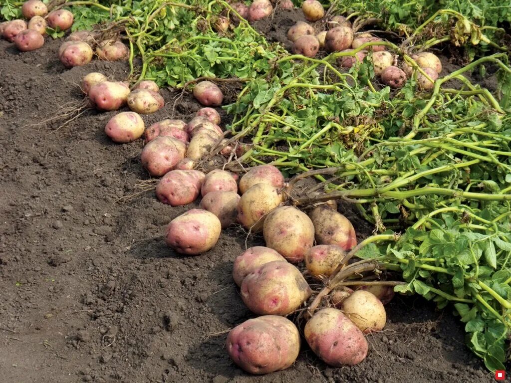 Почему плохой урожай. Картошка на грядке. урожай картошки. картошка растет. картофель куст.