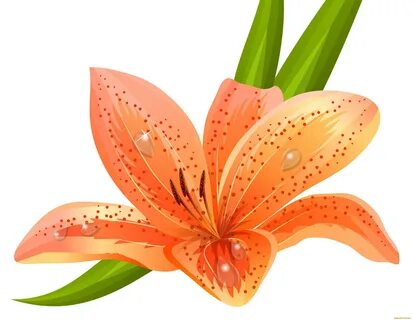 Лилия рисунок для детей