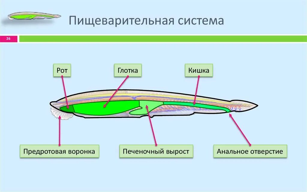Общий план строения хордовых. Строение пищеварительной системы ланцетника. пищеварительная система ланцетника схема. схема строения пищеварительной системы ланцетника. строение пищеварительной системы хордовых схема.