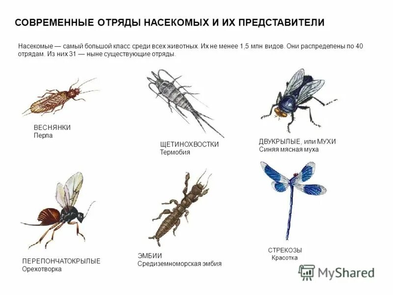 название отряда насекомых. отряды насекомых. первый отряд насекомых. насекомые с полным и неполным превращением таблица. отряды насекомых с неполным превращением.