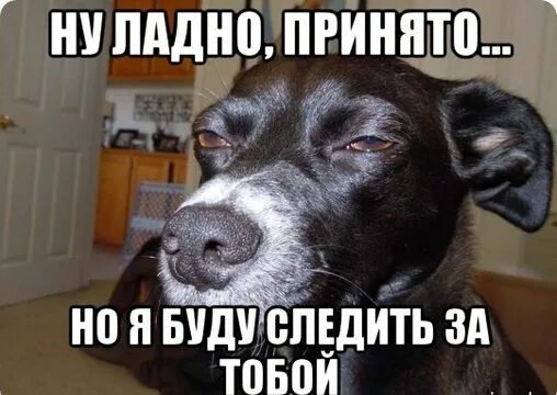 Ладно хорошо включи. Собака подозревака мем. ну ладно. ну ладно мем. ну и ладно прикол.