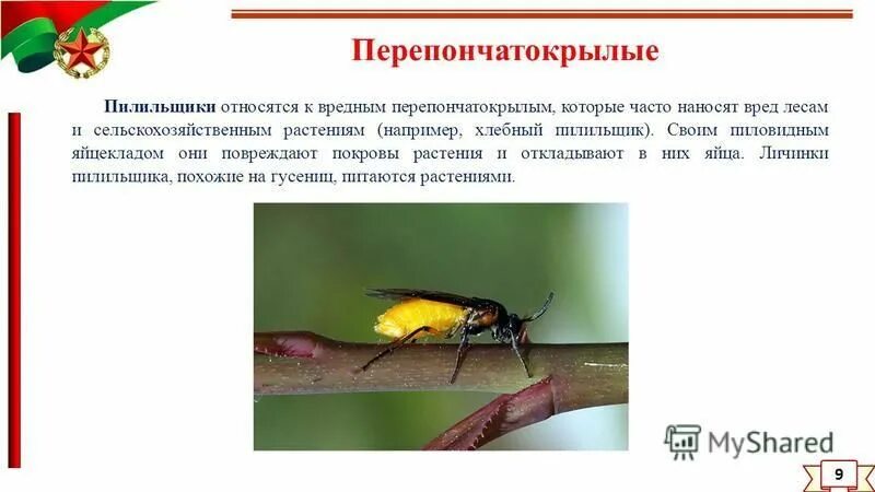 Цикл развития личинки муравья. Характерные признаки отряда перепончатокрылые. Отряд перепончатокрылые муравьи. Тип развития перепончатокрылых насекомых. Перепончатокрылые развитие с полным превращением.