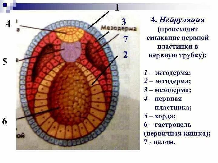 Спинной мозг из эктодермы. Нейрула строение нервная трубка. Стадии нейруляции рисунок. Строение нейрулы трубка. Эмбрион эктодерма мезодерма.