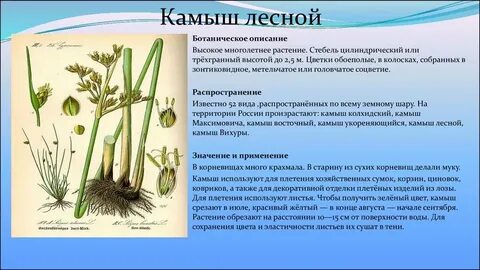 Полезные свойства основ