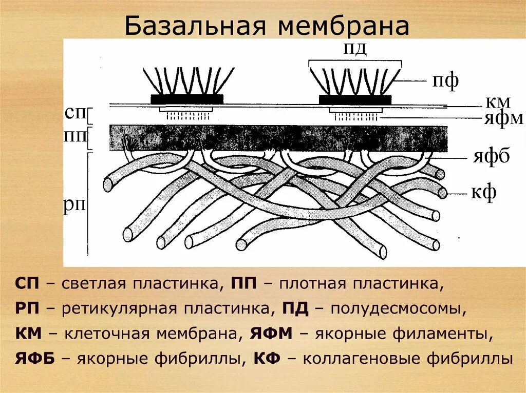 Волокна базальной мембраны. Строение базальной мембраны. Волокна базальной мембраны. Базальная мембрана эпителия. Базальная мембрана эпителия гистология.