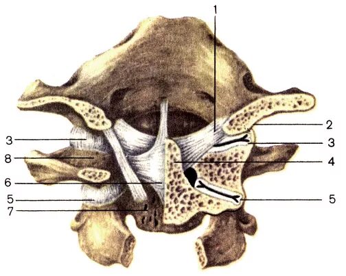 Соединения между затылочной костью. Атланто затылочный сустав анатомия. Атланто затылочный сустав Атлант. Латеральный атлантоосевой сустав. Соединение атлантозатылочный сустава.