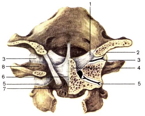 Атланто затылочный сустав анатомия. Атланто затылочный сустав Атлант. Латеральный атлантоосевой сустав. Соединение атлантозатылочный сустава.