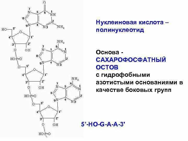 Вторичная структура ДНК сахарофосфатный остов. Сахарофосфатный остов ДНК. Полинуклеотиды биохимия. Структура нуклеиновых кислот.