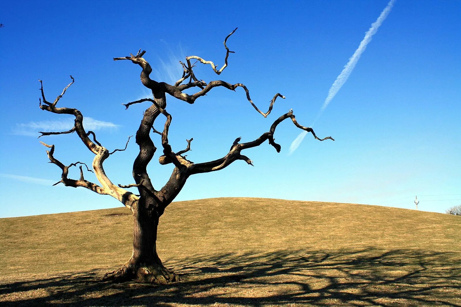 Dead tree