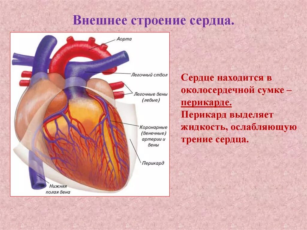 Мс сердца. Строение перикарда сердца. Внешнее и внутреннее строение сердца. Схема строения сердца перикард. Сердце анатомия строение околосердечная сумка.