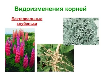 Клубеньковые бактерии фасоль