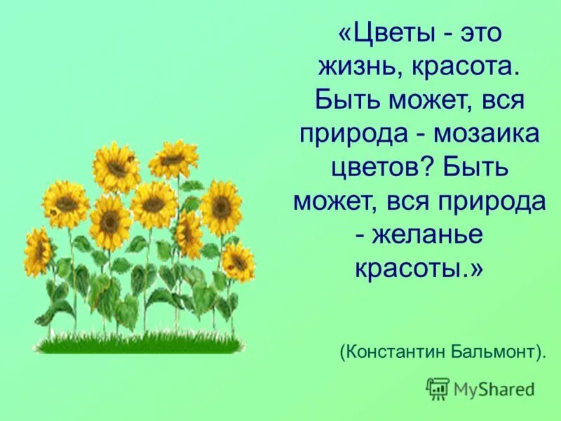 Бальмонт цветок. Проект на тему быть может вся природа желанье красоты. Быть может вся природа желанье красоты. Растение Бальмонте. Быть может вся природа мозаика цветов.