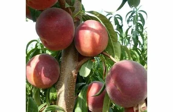 Дивосад ™ ПЕРСИК "РОЯЛ САММЕР, 1 год" - описание и фотография Fruit