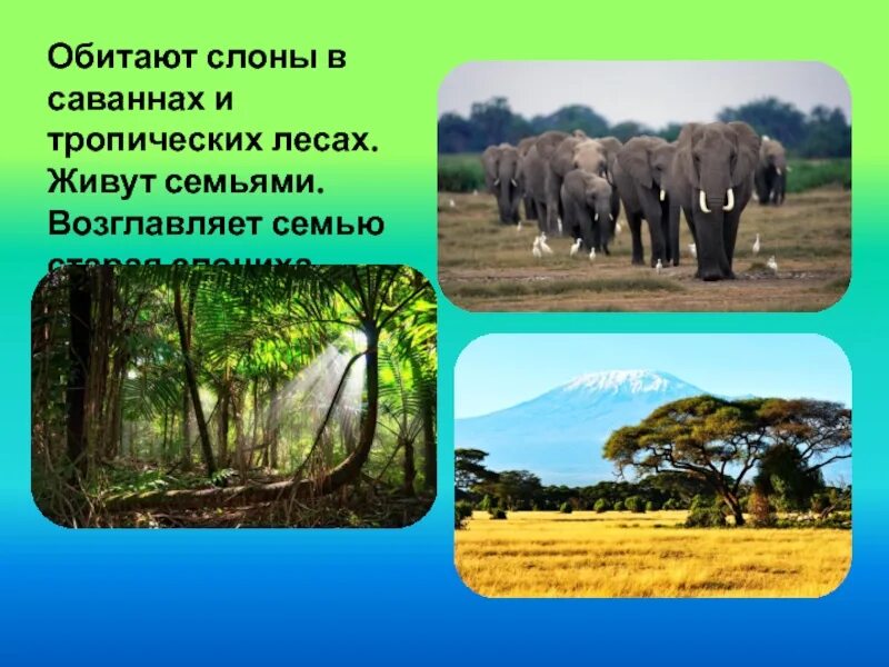 Савана и тропическ й Лем. Животные с саванне и тропических лесах. Животные саванны и тропического леса. Саванна и тропический лес. В какой природной зоне африки обитает слон