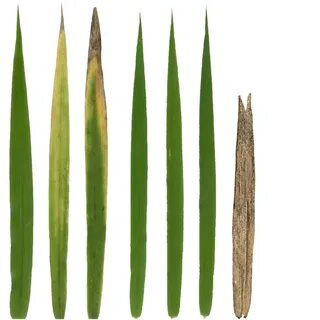 Blade Of Grass Sign / File:Blade grass.jpg - Wikimedia Commons / His.