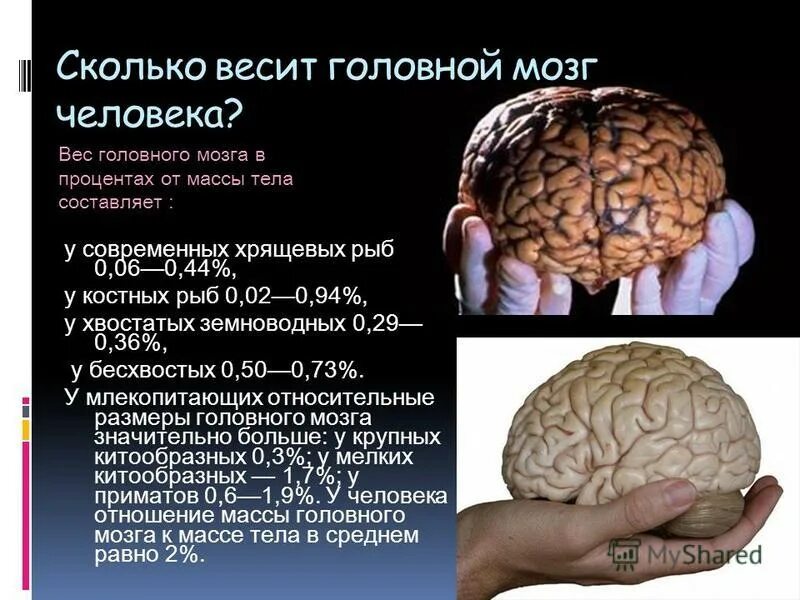 Какой вес мозга человека. Сколько весит мозг человека. Какова масса головного мозга у взрослого человека. Размер мозга человека.