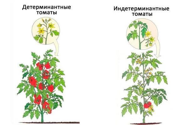 Что такое детерминантный сорт томатов и индетерминантный. Томат детерминантный и индетерминантный. Томаты детерминантные низкорослые. Индетерминантный томат что это. Томаты индетерминантный высота.