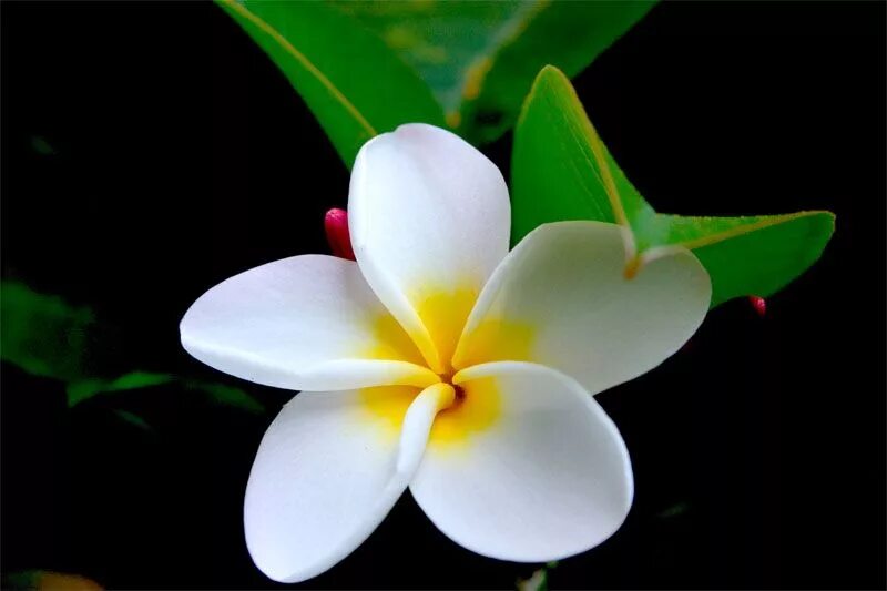 Геликония терракота. Геликония вариегатная. Hawaii ohia lehua. Гибискус цветок комнатный. Хавай цветок.