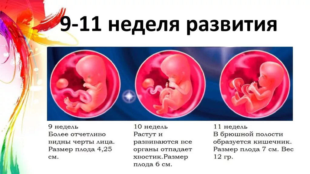 9 неделя даты. Плод на 9 неделе беременности. Эмбрион по неделям беременности 8-9 недель. 9 Недель недель беременности.