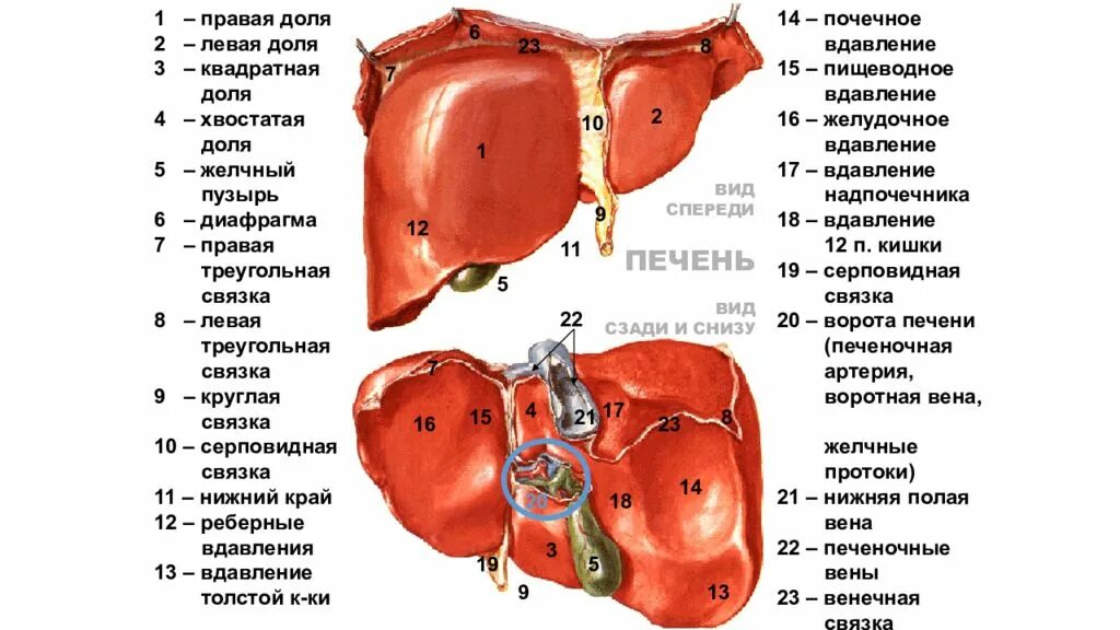 Укажите доли печени. Доли висцеральной поверхности печени. Доли печени анатомия человека. Рисунок 1 – печень, вид снизу. Висцеральная поверхность:. Круглая связка печени топографическая анатомия.