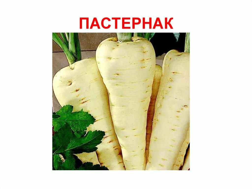 Пастернак овощ польза и вред. Пастернак корнеплод. пастернак овощ. пастернак посевной. пастернак продукт.