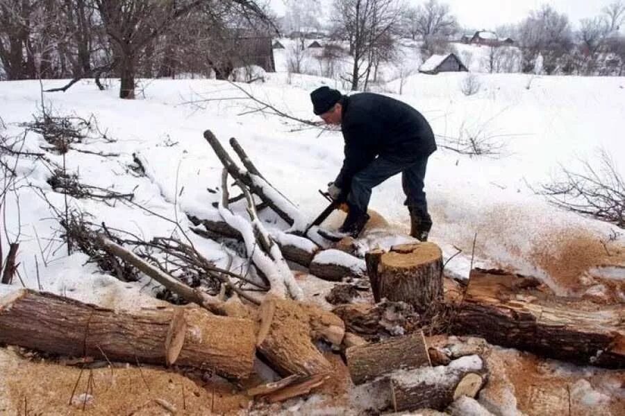 Пилим валежник. Заготовка дров. Заготовка древесины. Заготовка дров на деляне. Заготовка дров в лесу зимой.