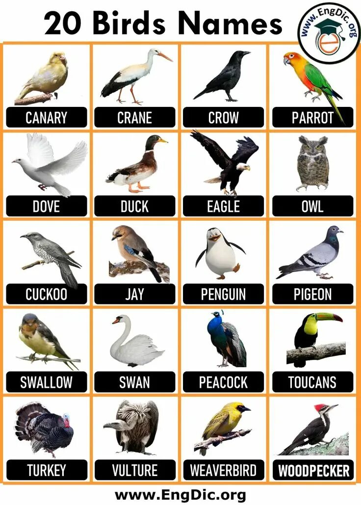 How many birds are there. Birds names. names of birds in english. имена птиц. красивые имена для птиц.