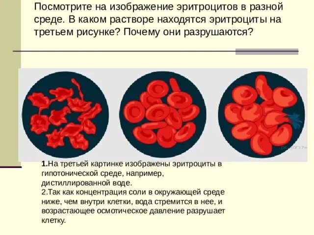 Гипотонический раствор эритроциты рисунок. Эритроциты в разной среде. Эритроциты в гипотонической среде. Изображение эритроцитов в разной среде. Эритроциты в растворе хлорида натрия