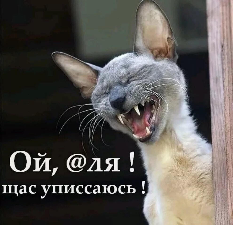 Хи хи хи ха. Хихи. Хи хи. Хи хи хи. Хи хи фото.