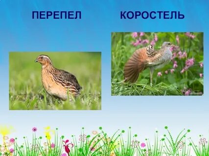 Какие песни перепел