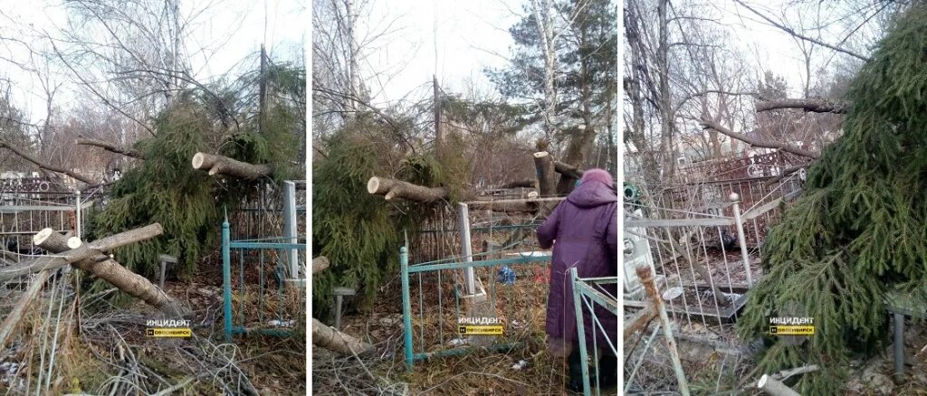 Спил аварийного дерева на кладбище. Кладбище белые берега. Береза на кладбище. Могилы знаменитостей на серафимовском кладбище. Кто спиливает деревья на кладбище.