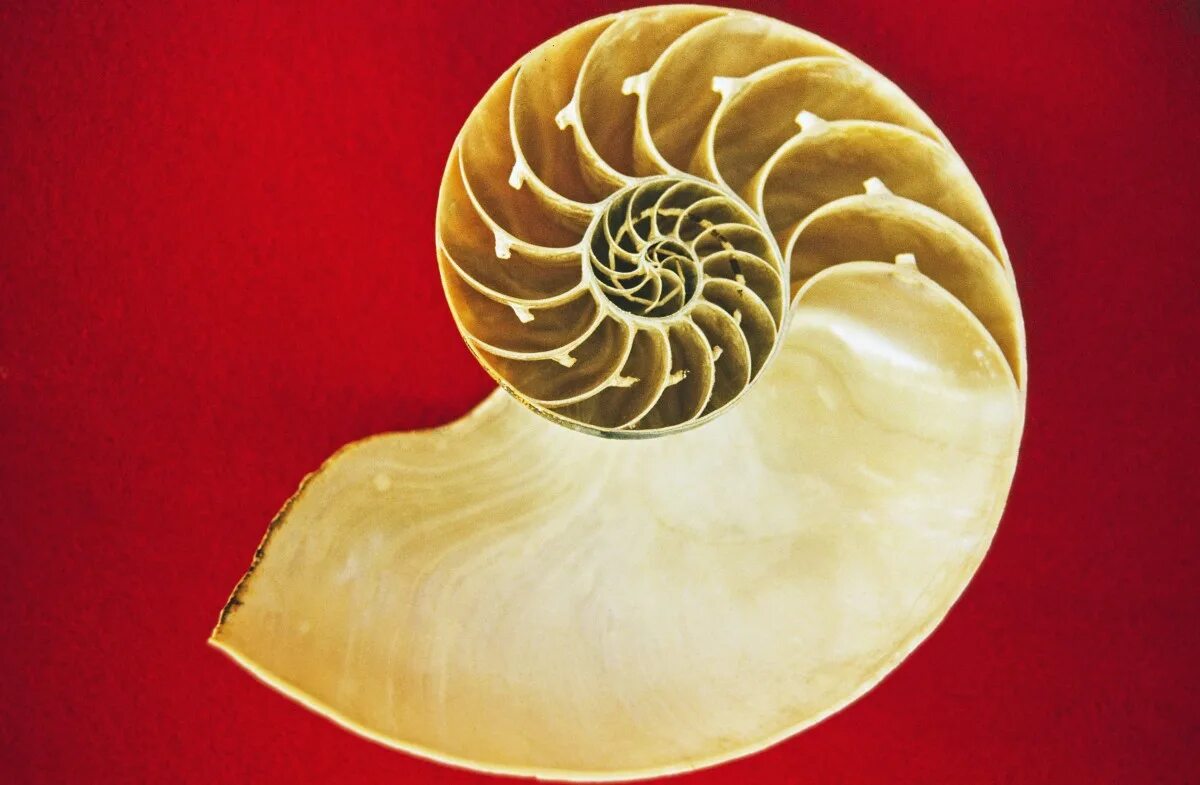 К элоизе наутилус. Наутилус помпилиус ракушка. раковина моллюска nautilus pompilius. nautilus pompilius моллюск золотое сечение. раковина наутилуса в разрезе.